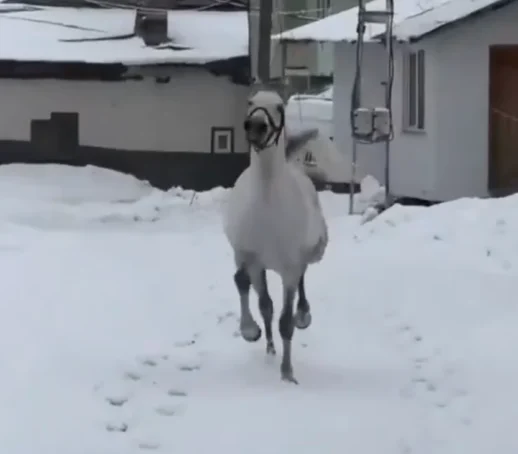 Bayburt'ta Berat İsimli At, Sahibi İsmiyle Seslendiğinde Yanına Koşuyor!