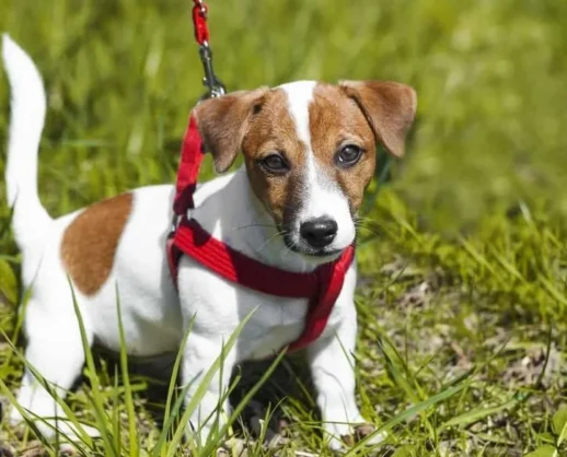 Halka Açık Alanlarda Köpekler İçin Tasmalı Dolaşma, Pasaport ve Temizlik Zorunluluğu!
