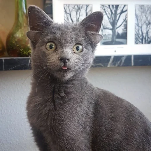 Türkiye'de 4 Kulaklı Doğan Midas Adlı Kedi, Sosyal Medyada Viral Oldu!
