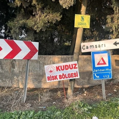Hatay'da 10 Yaşındaki Çocuğu Isıran Köpekte Kuduz Tespit Edildi, Bölge Karantinaya Alındı!