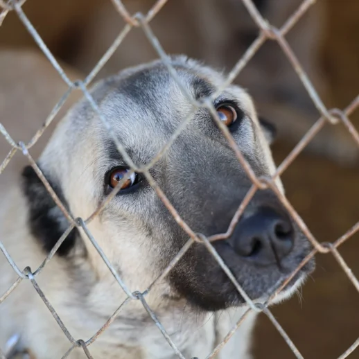 Uzman Kangal Köpeği Yetiştiricisi Hüseyin Yıldız, İklim değişikliğinin Kangal Köpeklerinin Karakterini Değiştirdiğini Belirtti!